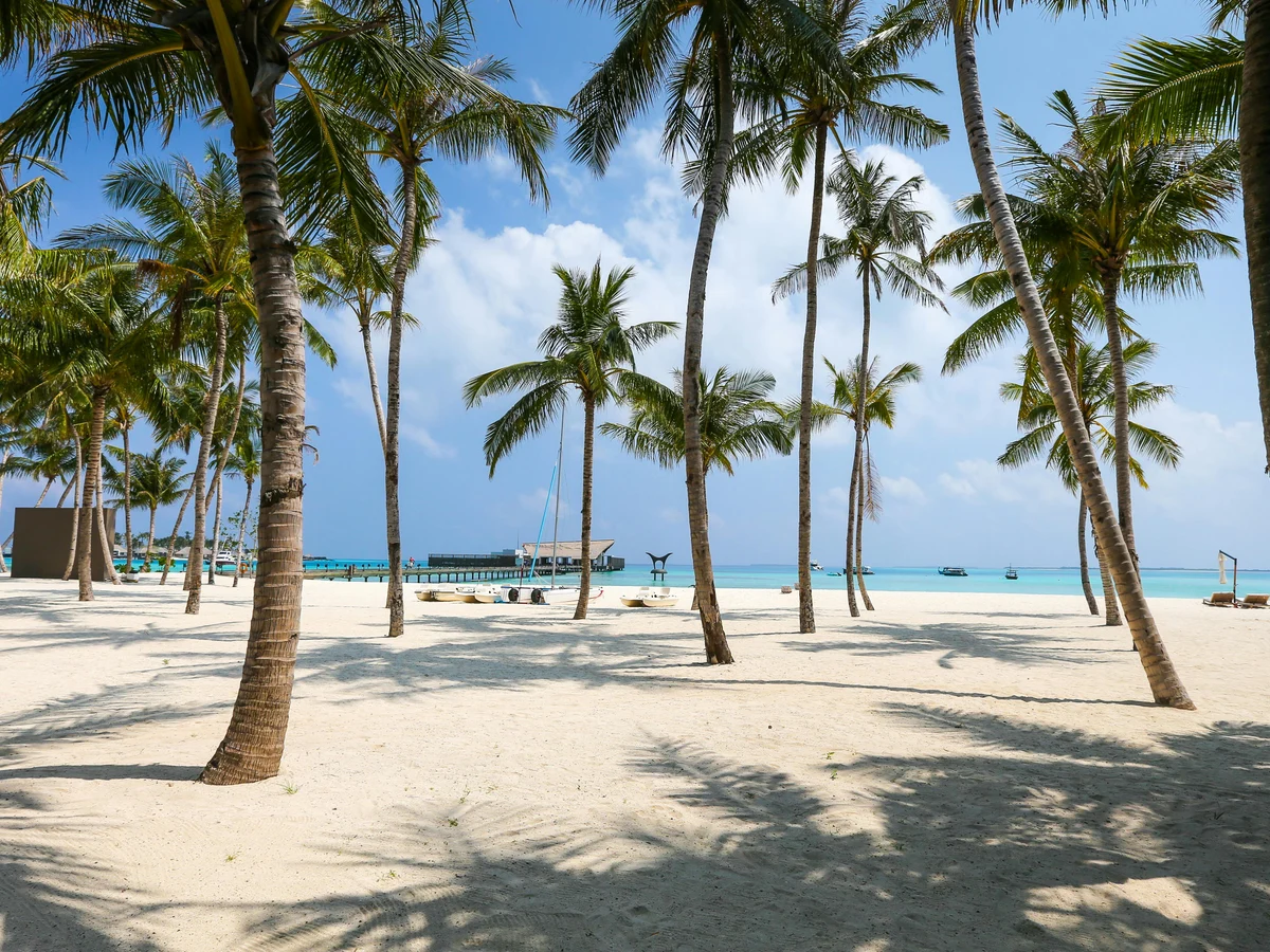 Beach and Palm Trees, Maldives