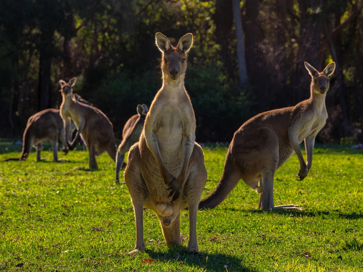 Kangaroos Grazing in Walpole, Western Australia