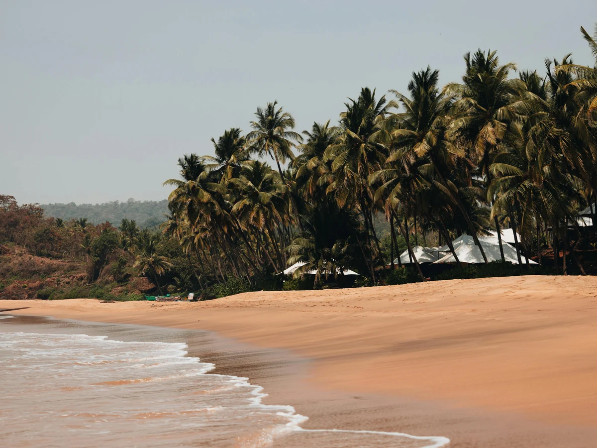 Serene Tropical Beach with Palm Trees
