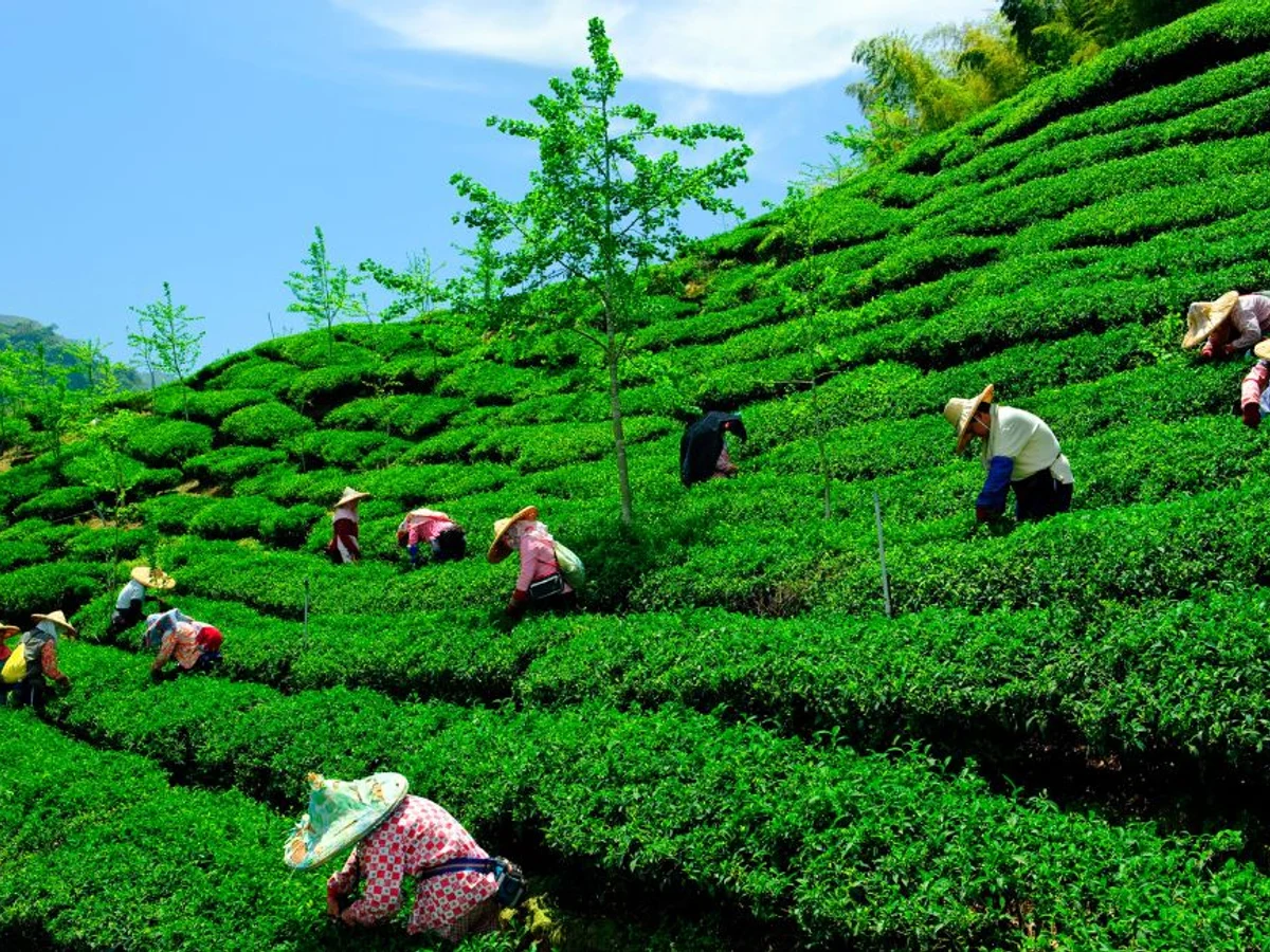 zyanna the beauty of indian tea gardens a visual symphony of nature and culture