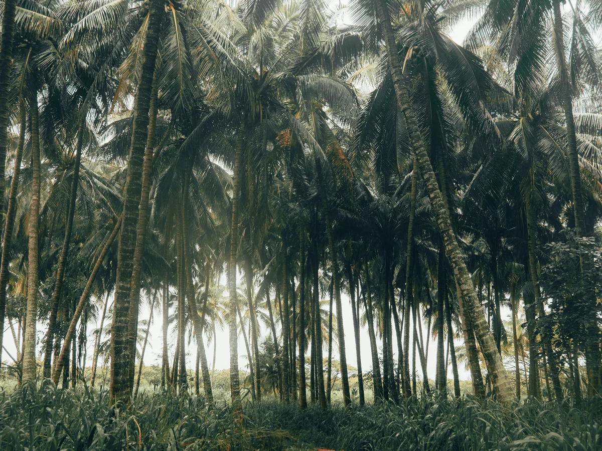 Pathway Under Coconut trees