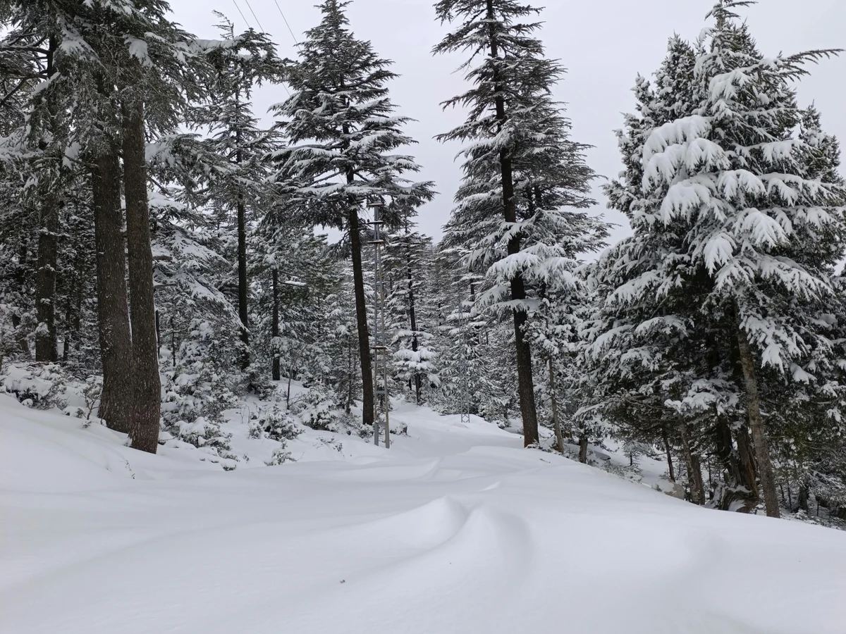 Snow covered Forest Landscape in Winter