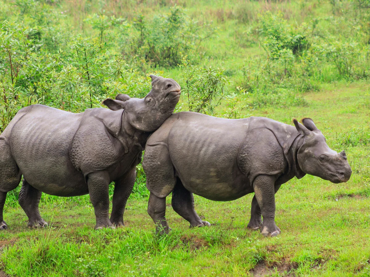 Kaziranga National Park, Assam, India