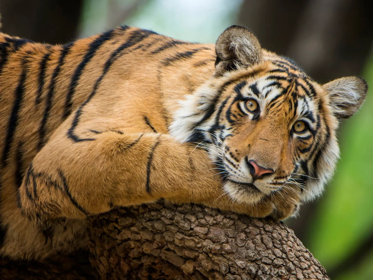 Ranthambore National Park