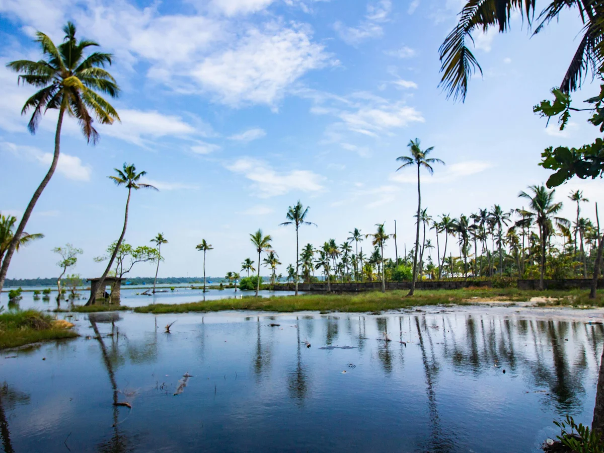 Palm Trees Growing on Beach