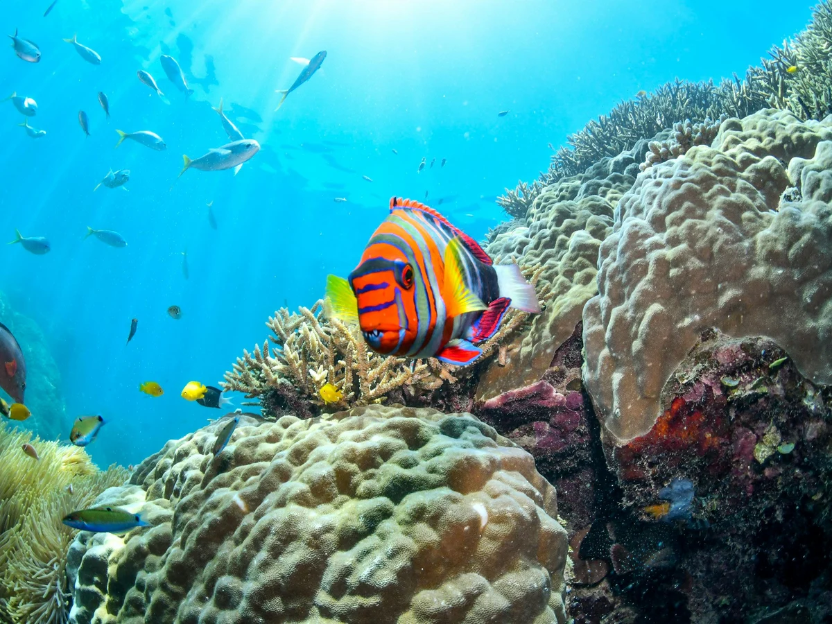 Vibrant Coral Reef Scene in Australia