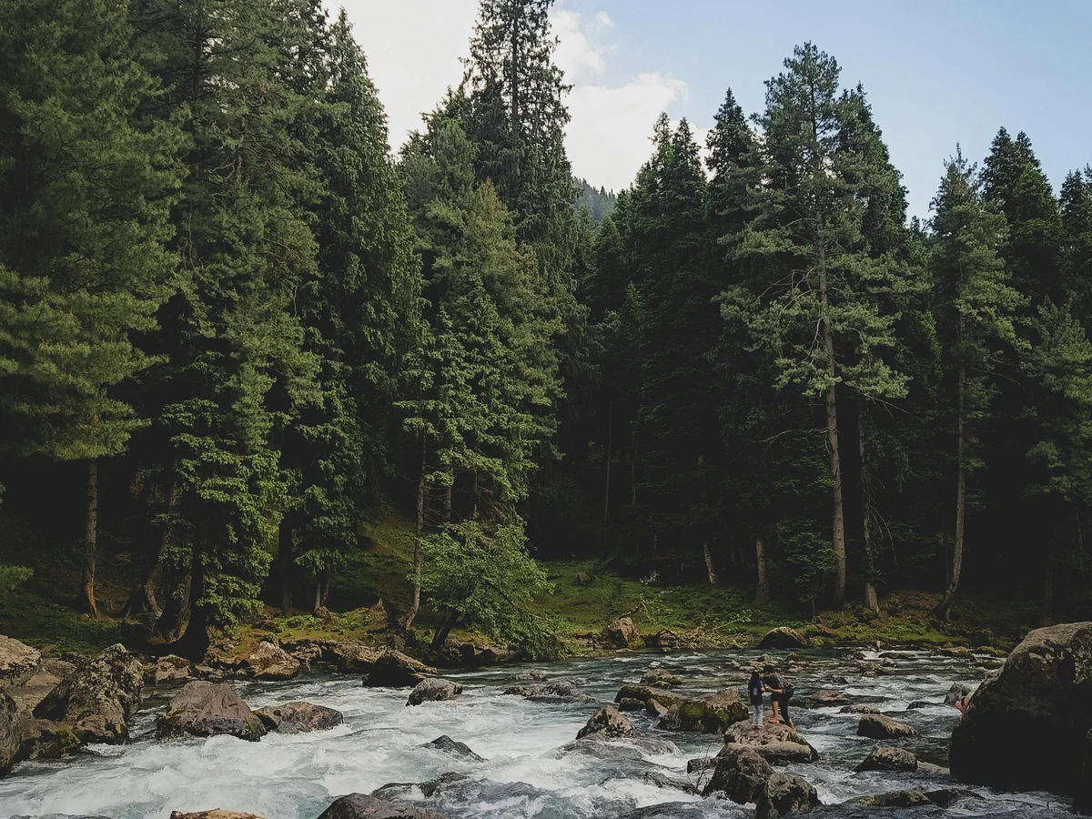 Serene Forest River in Pahalgam Landscape