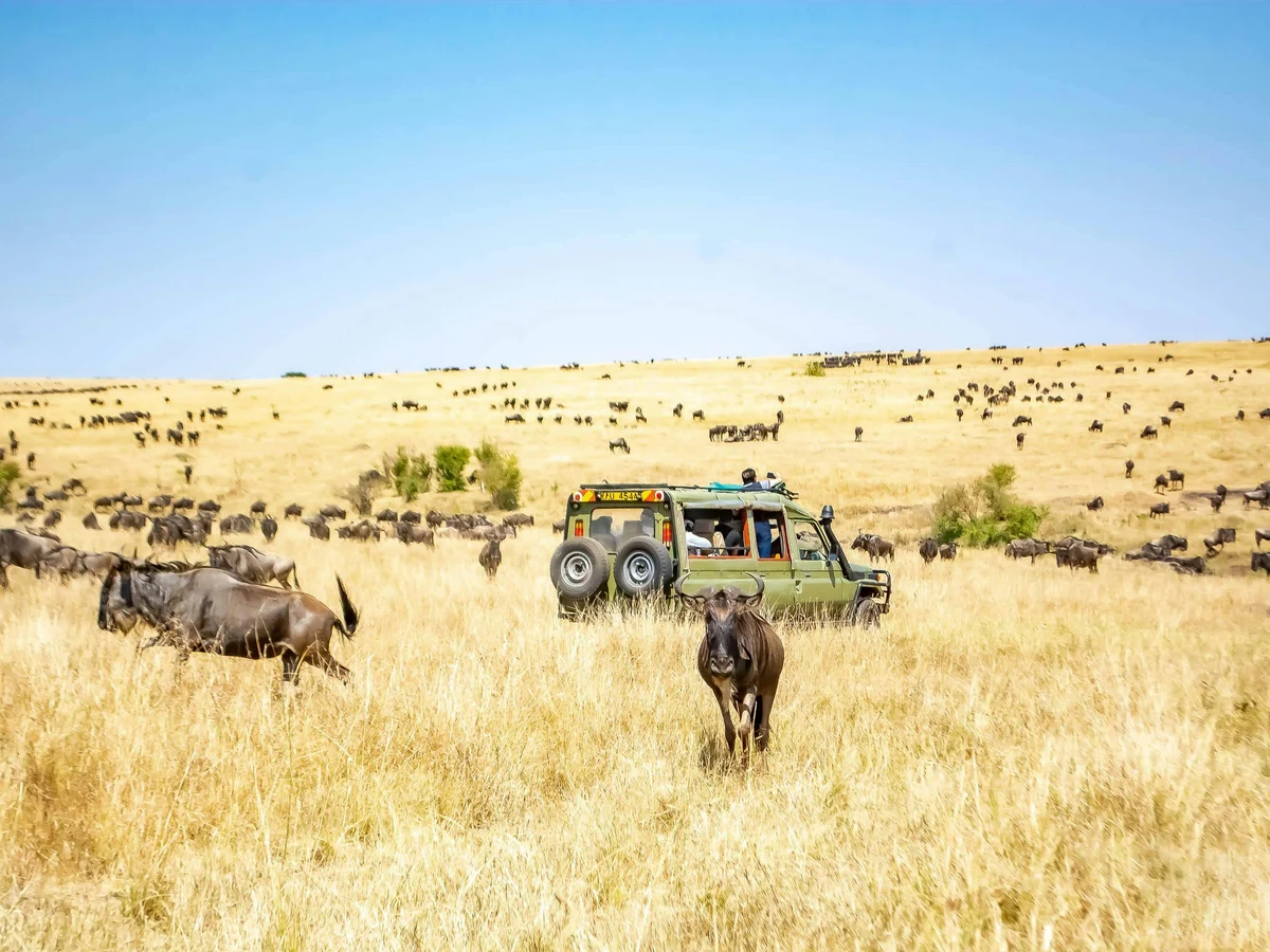 Antelopes and Jeep in Maasai Mara Game Reserve in Kenya