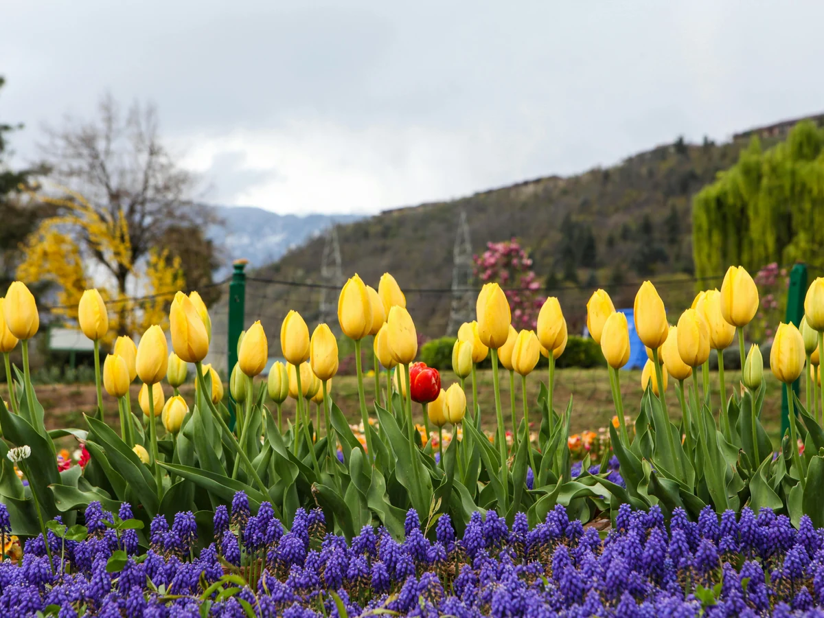 Yellow Tulips in a Field