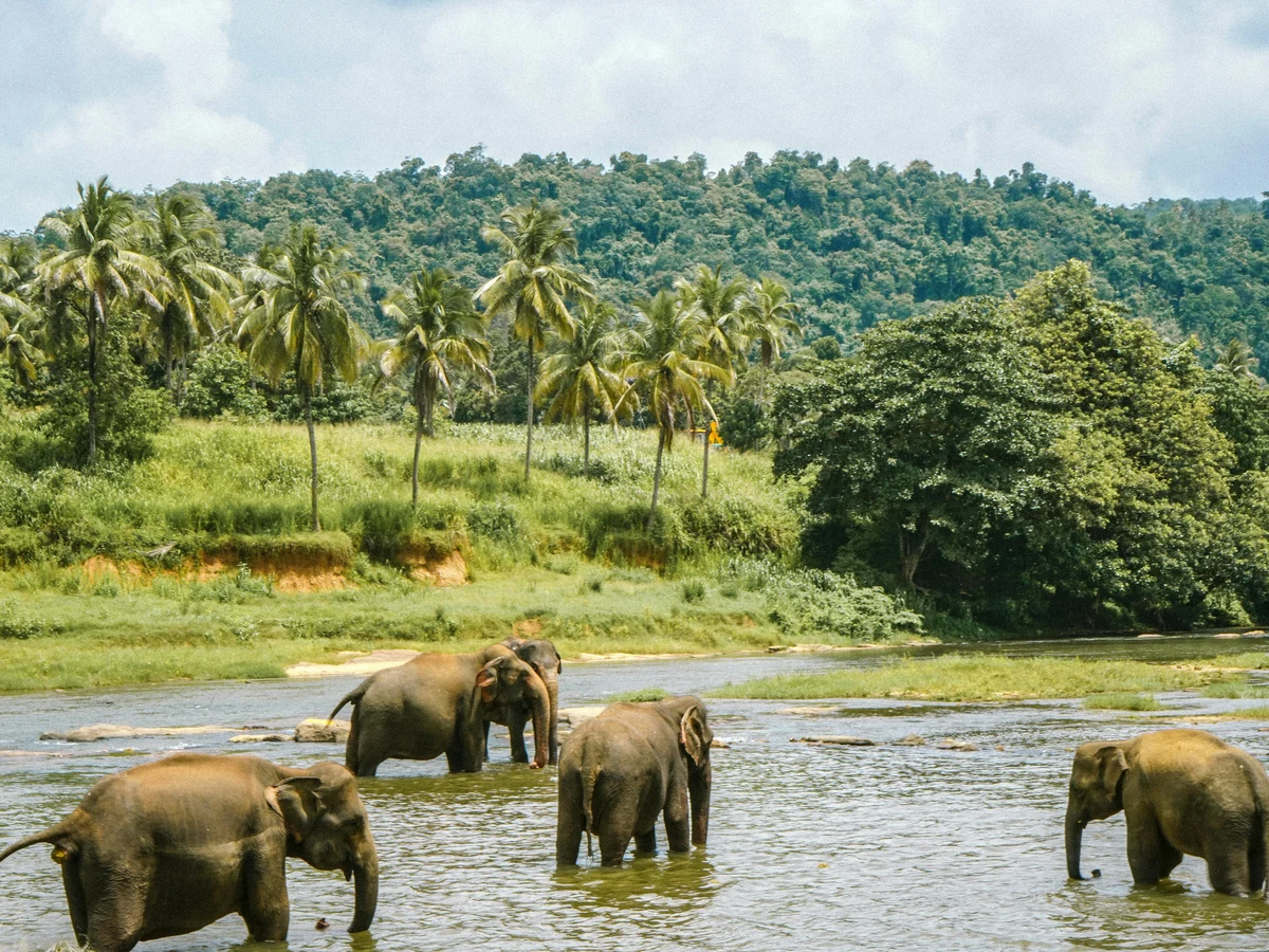 Elephants on Water, Kandy, CP, Sri Lanka