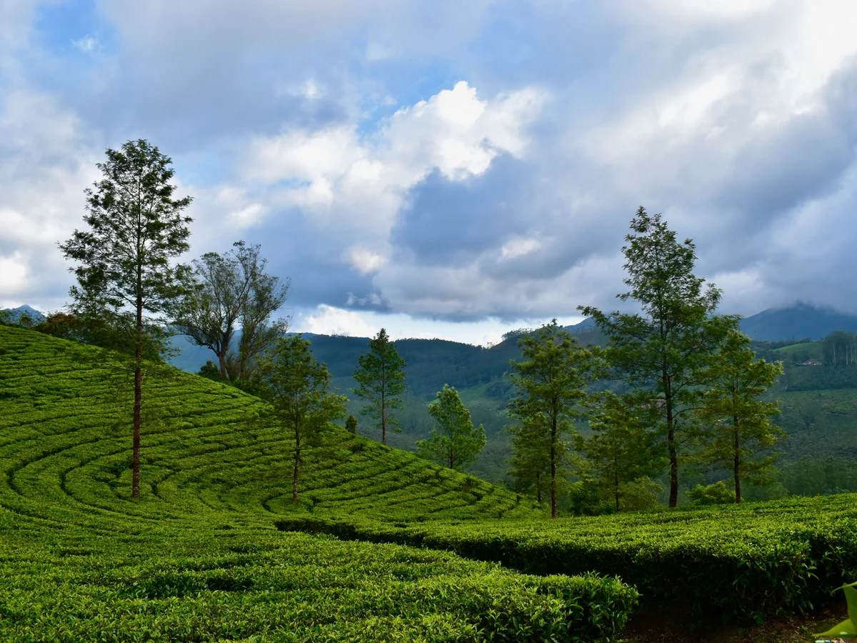 munnar tea plantation