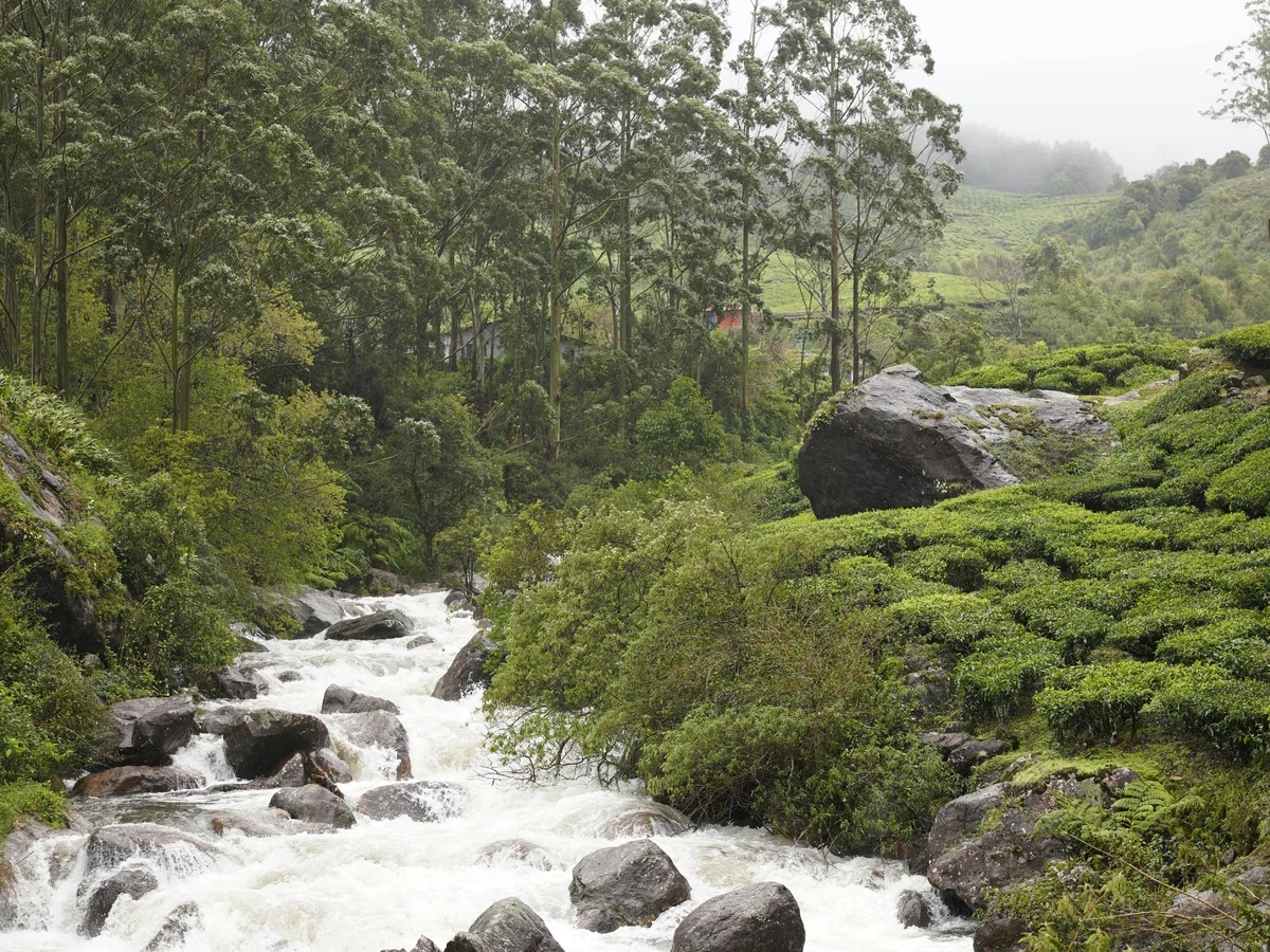 Munnar, KL, India