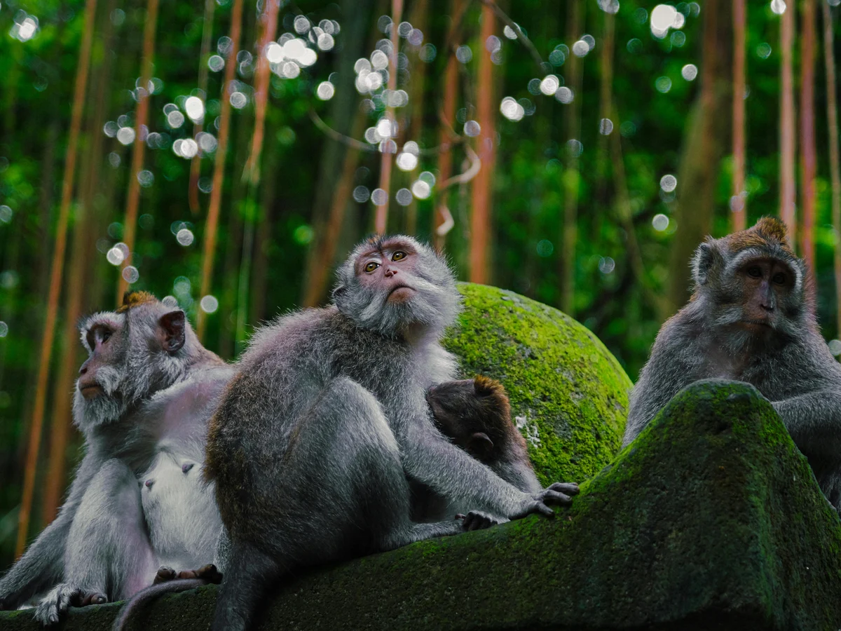 Ubud Monkey Forest Sanctuary in Ubud, Bali, Indonesia