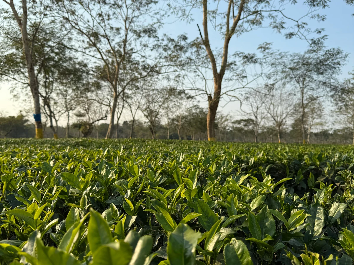 Lush Tea Plantation in Assam, India