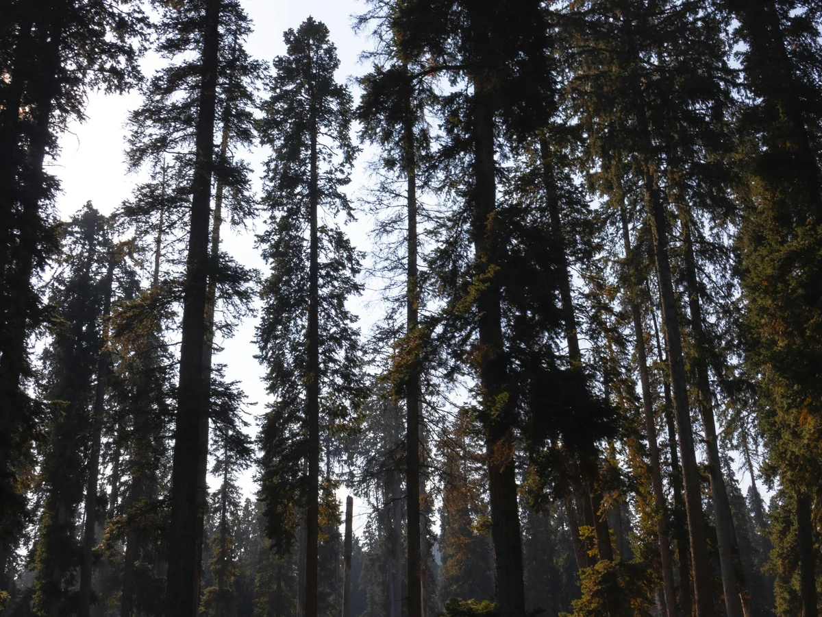 ajestic Deodar Forest in Kashmir's Arigam
