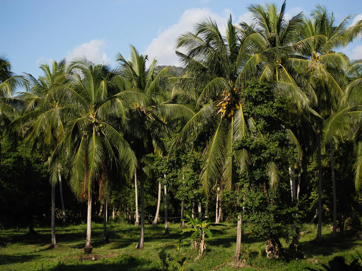 Coconut Trees Under the Sky