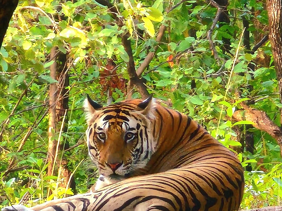 Bandhavgarh  National Park