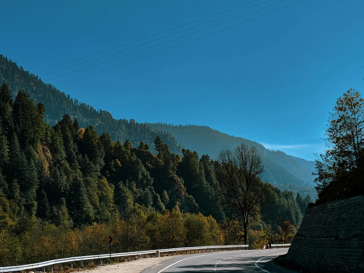 Green Trees Beside Road