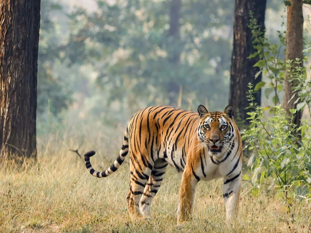 Ranthambore National Park