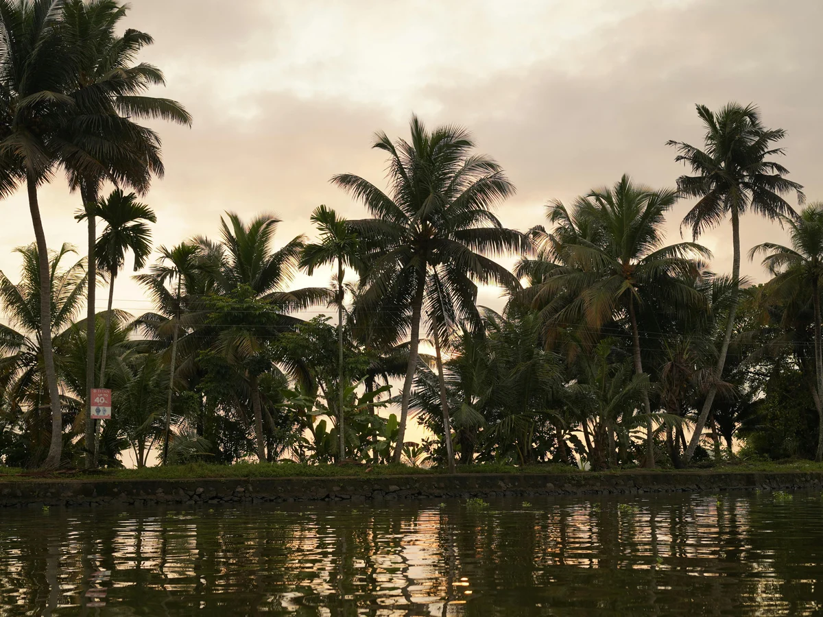 Coconut Trees near a River