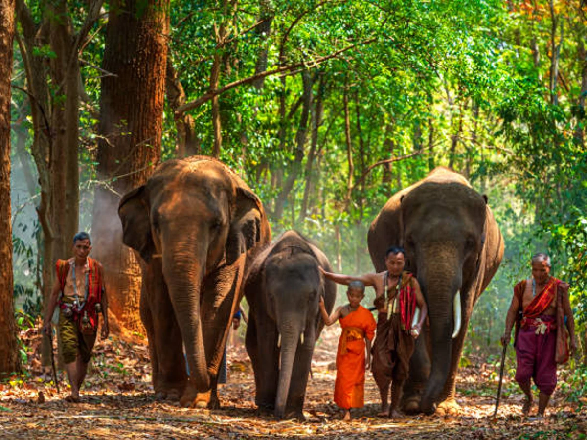 Chiang Mai Elephant Sanctuary