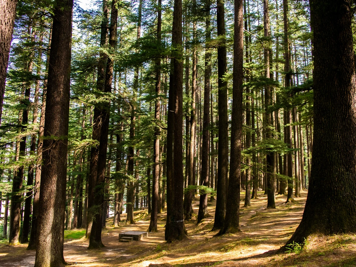 Tall Green Trees in Forest