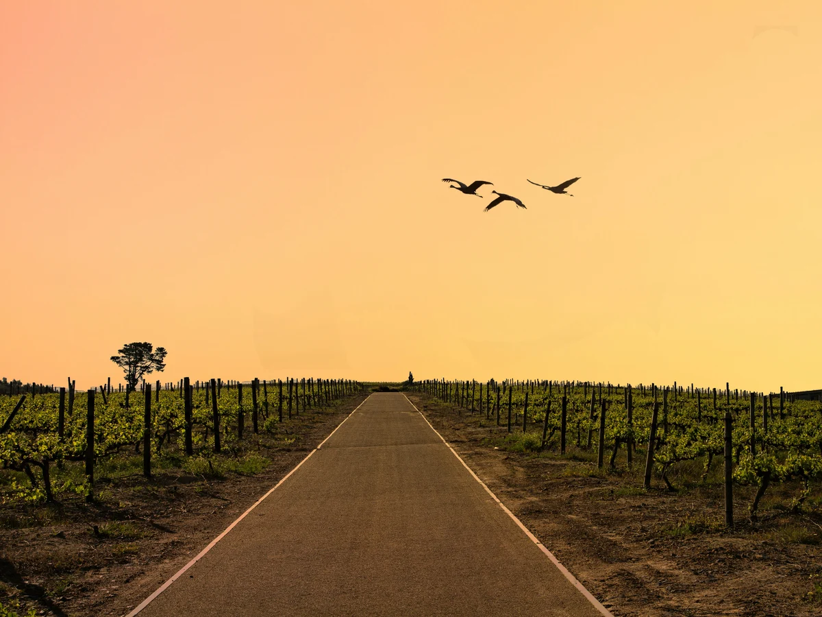Sunset in the Winelands, Stellenbosch, South Africa