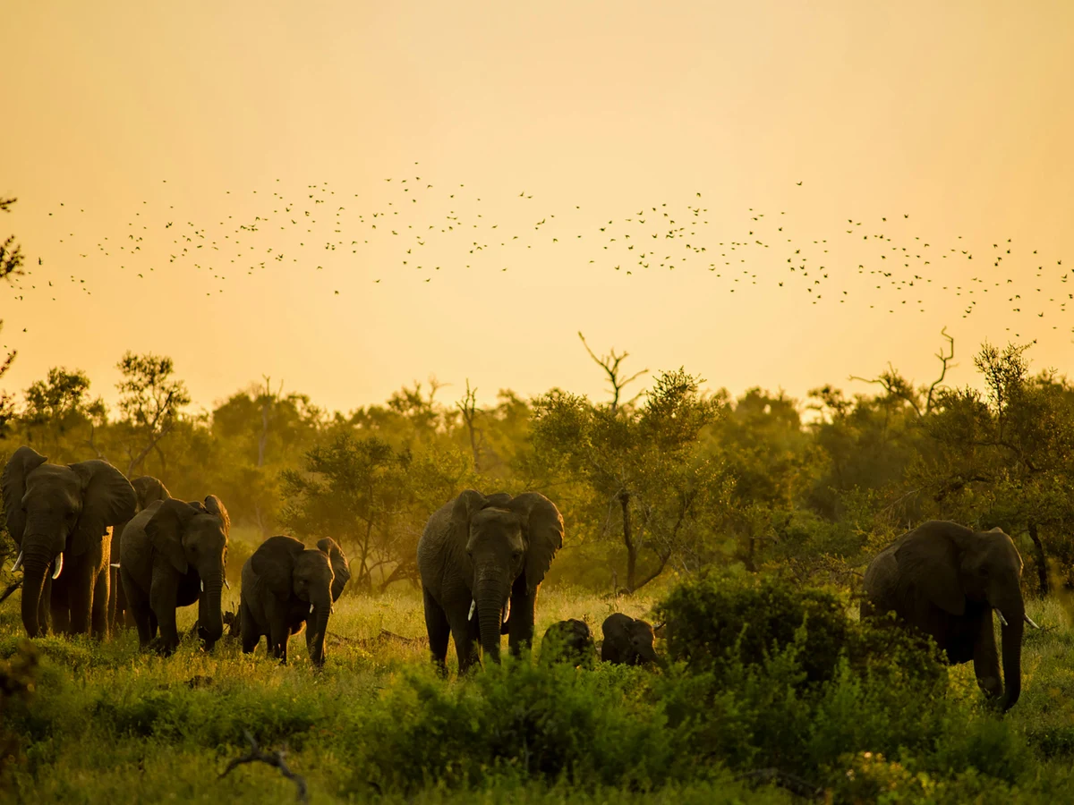 Elephants at sunset in kruger park, MP, South Africa