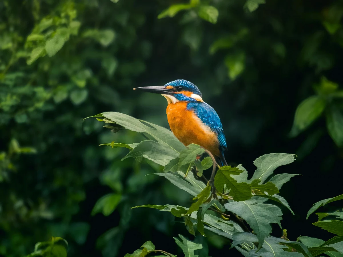 Colorful Kingfisher Perched in Lush Greenery