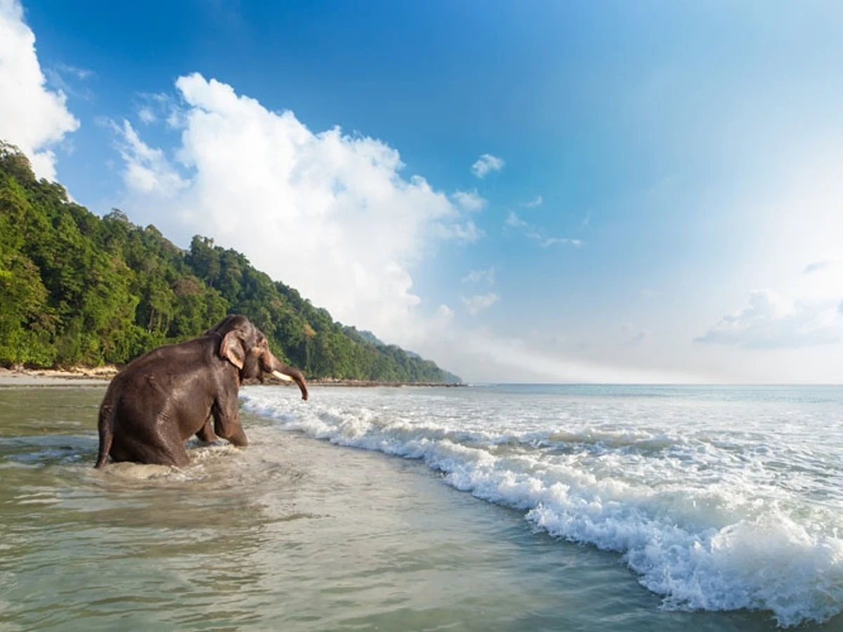 Elephant Beach, Havelock