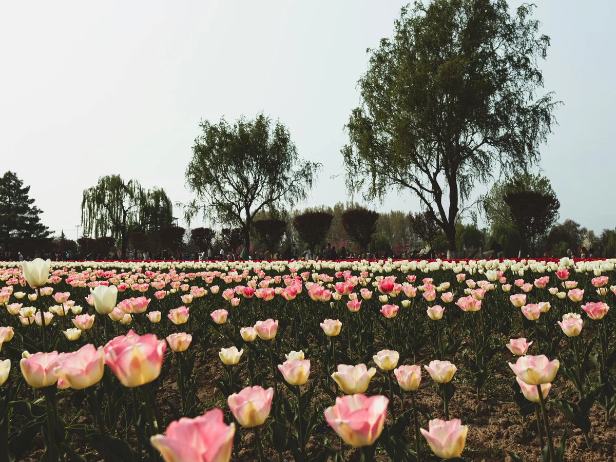 Vibrant Tulip Field in Full Bloom During Spring