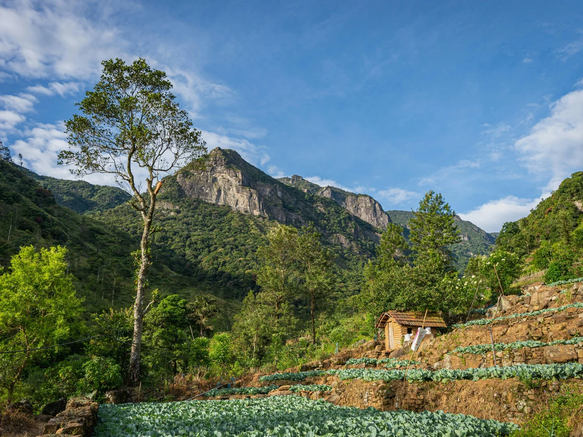 Lush Greenery and Mountains in Mandaram Nuwara, Sri Lanka