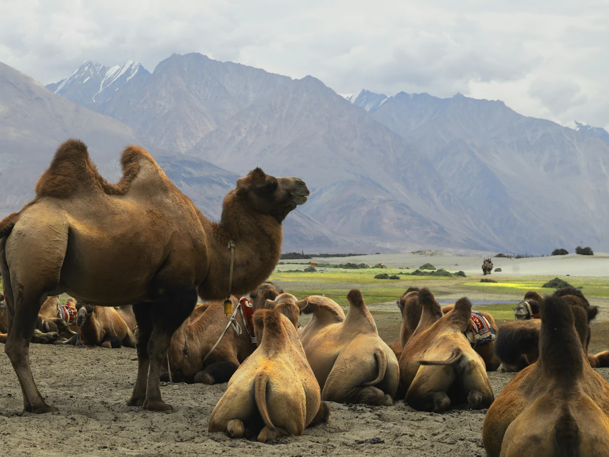 nubra valley, ladak