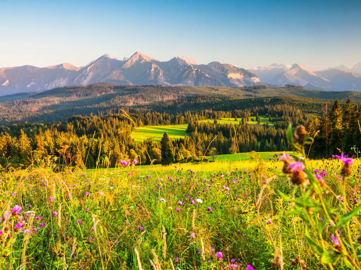 Vibrant Tatra Mountain Landscape in Summer, Poland