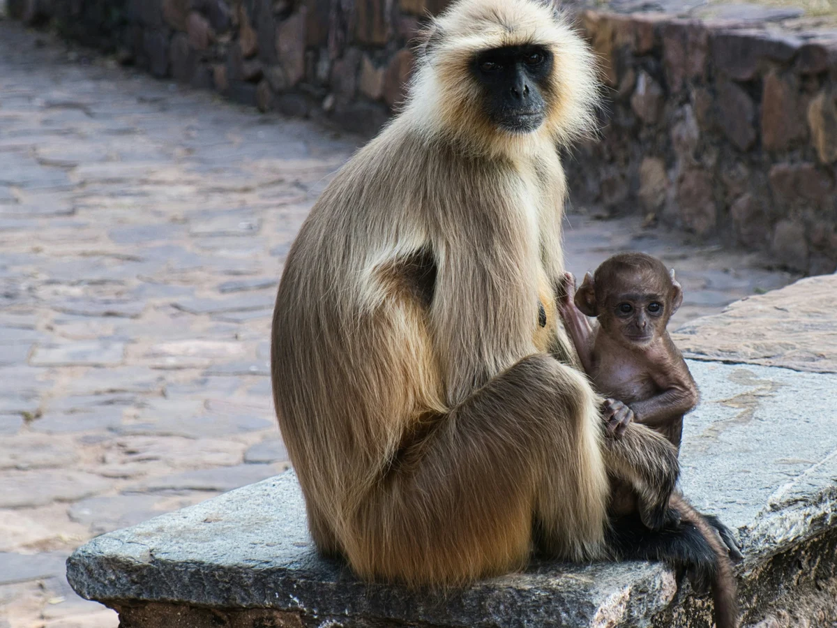 Ranthambore Fort, Ranthambhor Road, Vigyan Nagar, Sawai Madhopur, Rajasthan, India