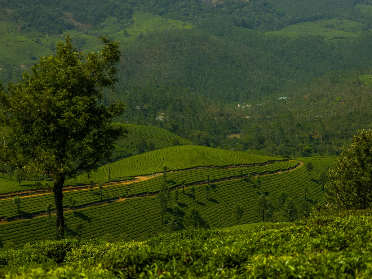 Scenic View of Lush Green Tea Plantations