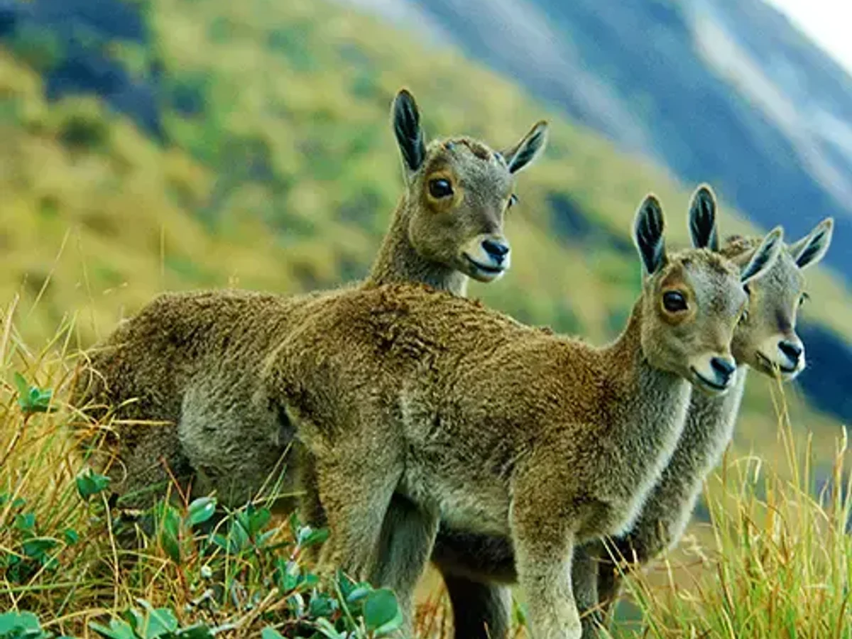 nilgiri tahr and the eravikulam national park