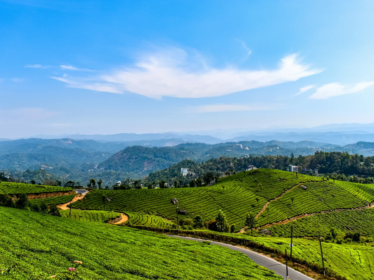 Munnar Tea Garden