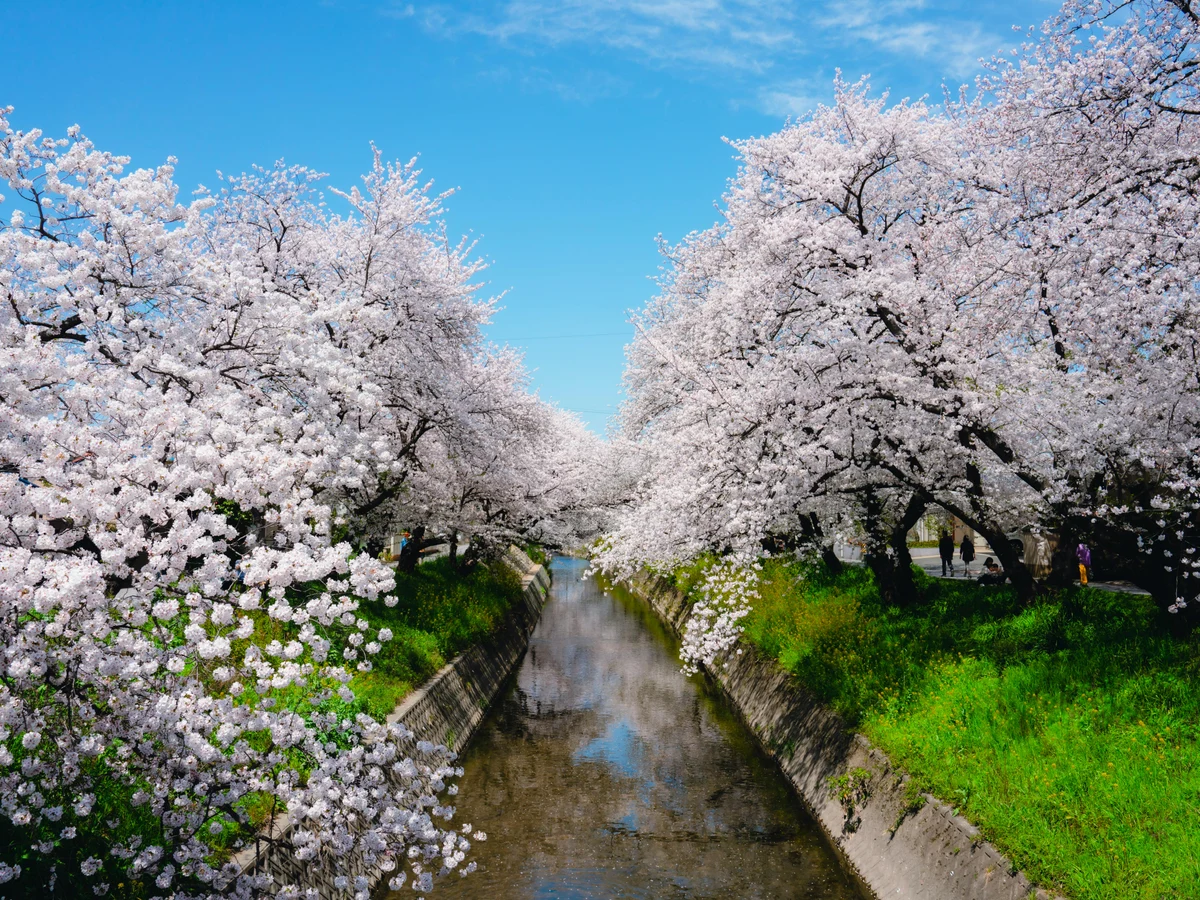 Beautiful Cherry Blossom Trees along a Stream, Japan