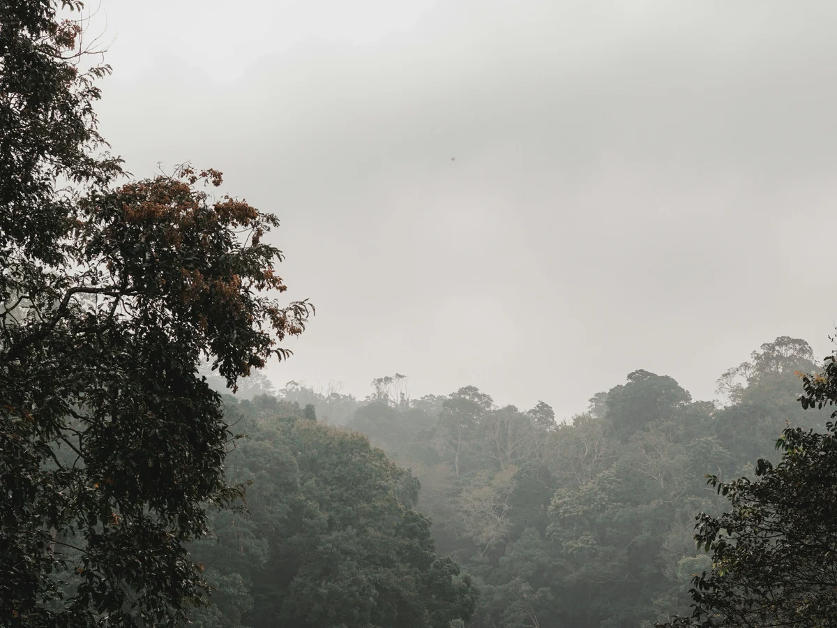 Thekkady, Kumily, Kerala, India