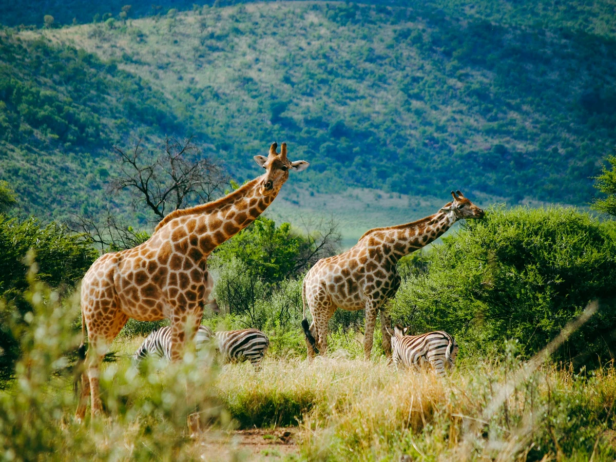 Giraffes and Zebras in Nature, Kruger Park, MP, South Africa