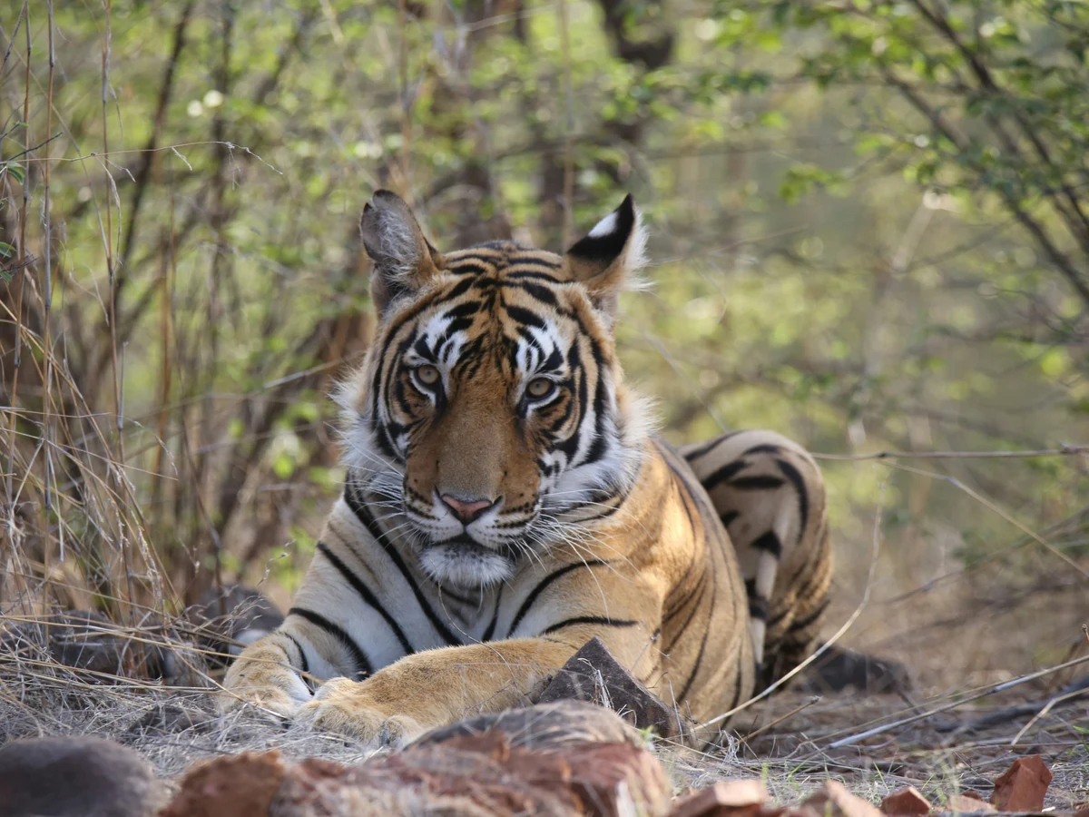 Single male tiger looking straight into the camera