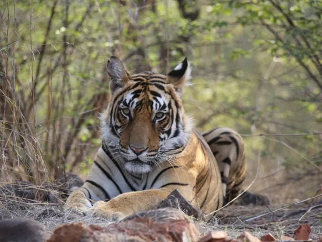 Single male tiger looking straight into the camera