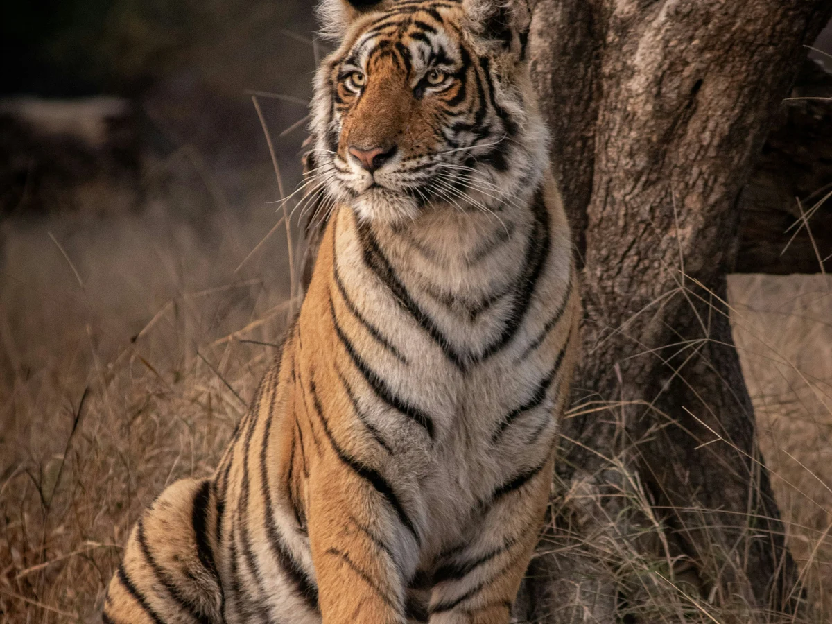 The tigress Riddhi surveying her territory at Ranthambore tiger reserve