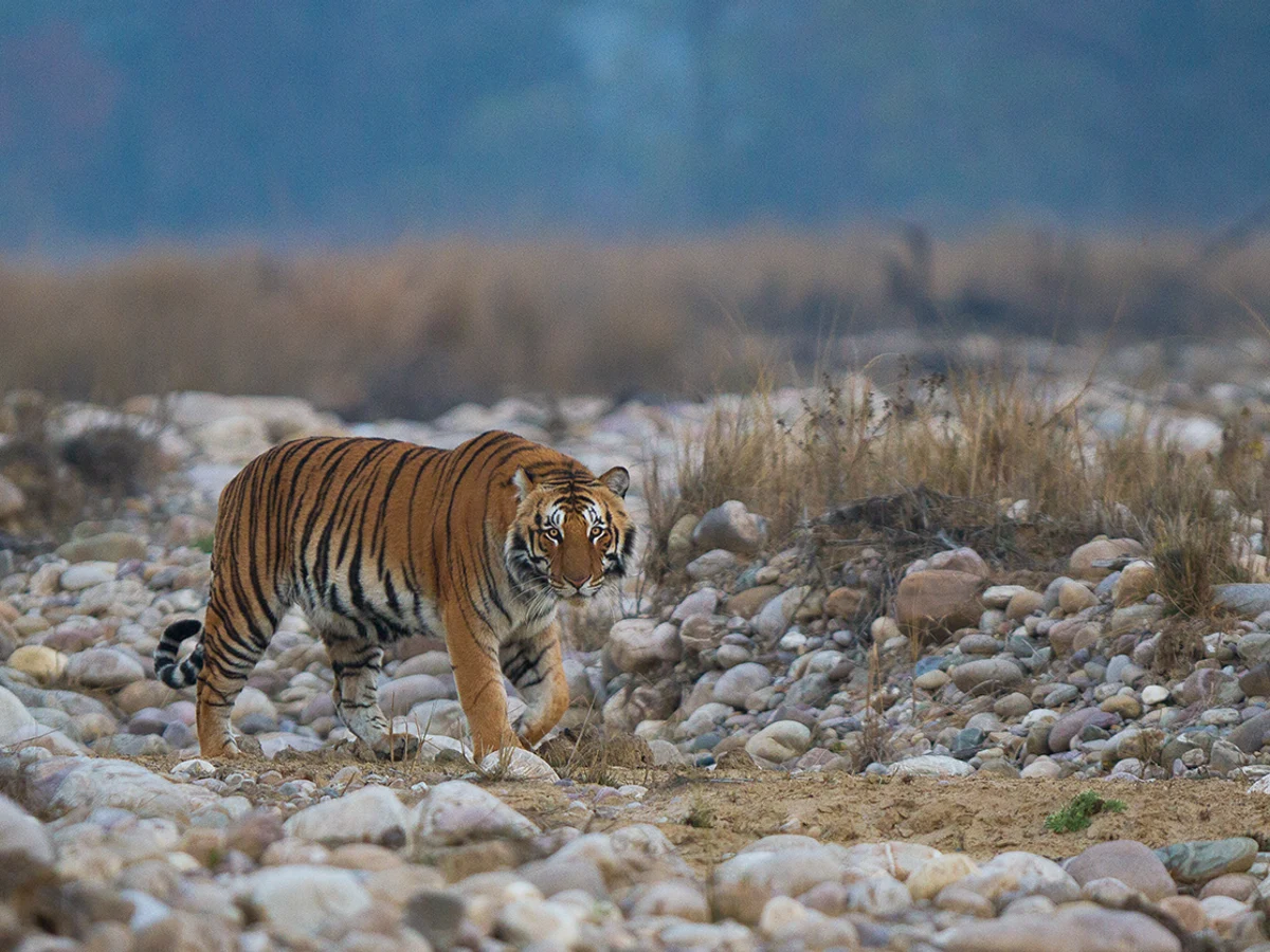 Bengal Tiger walking on the dry river bed at Jim Corbett National Park