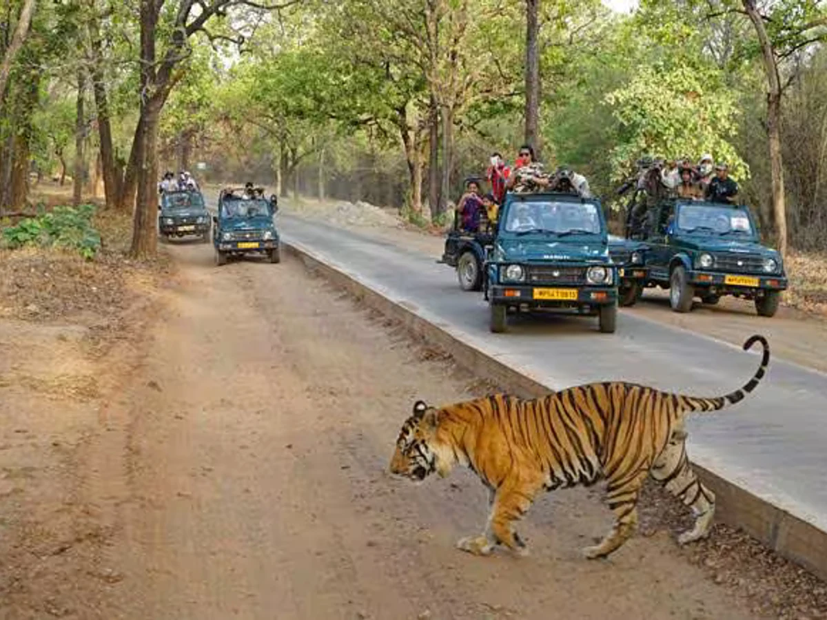 evening jungle safari bandhavgarh Bandhavgarh National Park