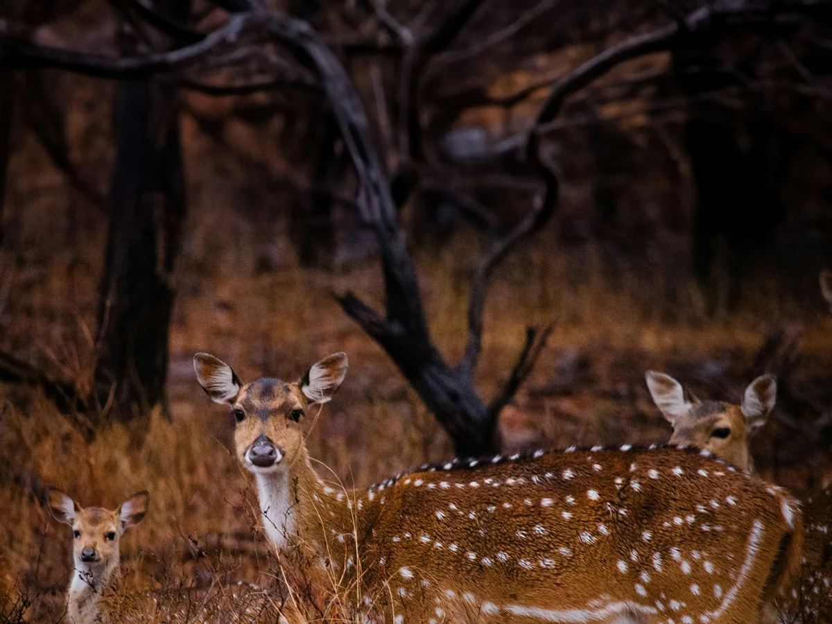 Ranthambore National Park, Rajasthan, India