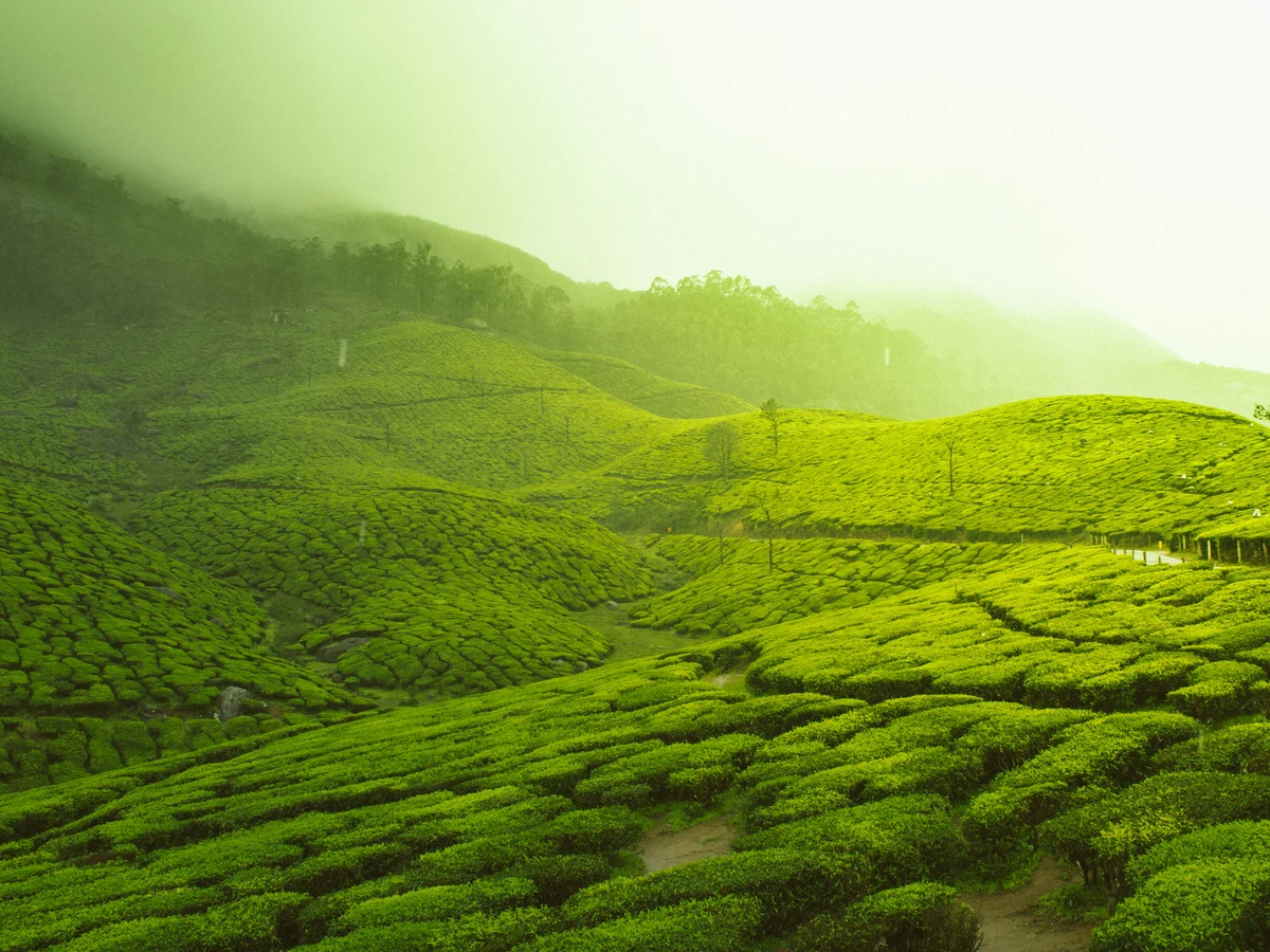 Tea Gardens, Munnar, Kerala, India