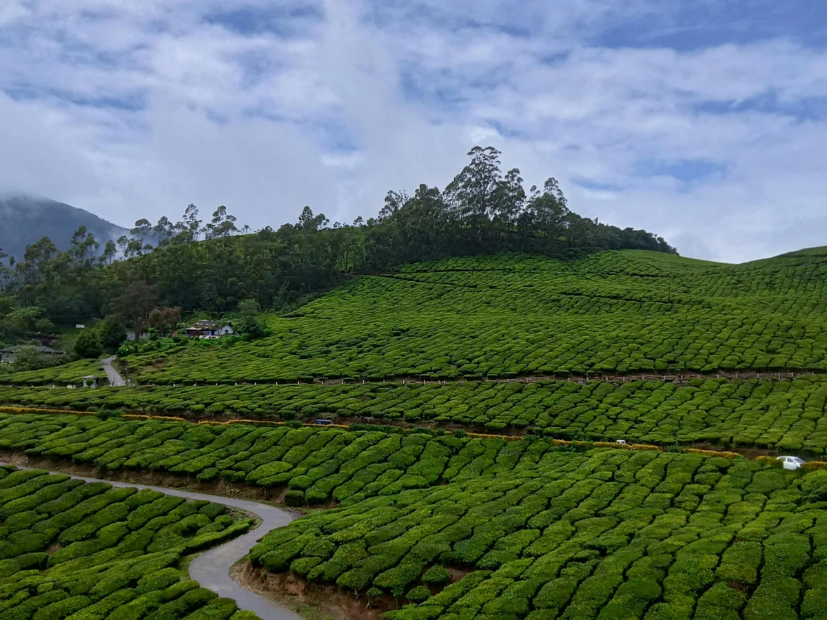 Lush Green Tea Plantations Under Blue Skies