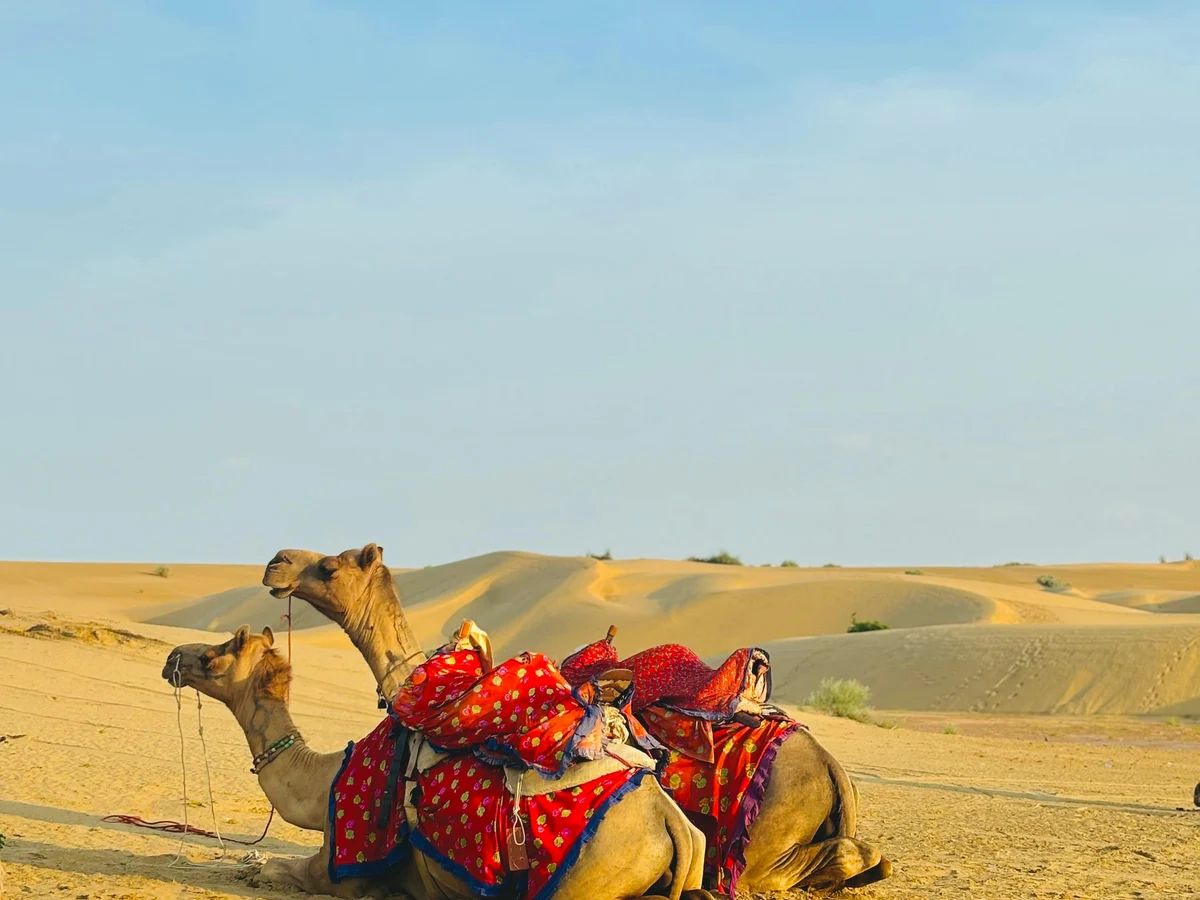 Camels Resting in the Thar Desert Sands
